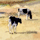 Georgia Cows Icon
